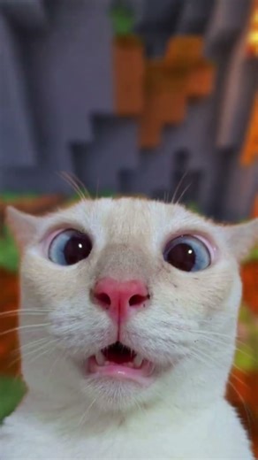 MEME KUCING PART 139😱 BIJI DIGARUK EKSKAVATOR 😳