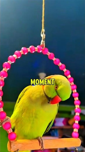 Weak Bird Gets a Second Chance #shorts #rescuestory