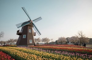 The Pros and Cons of Living in The Netherlands
