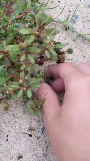 2.3M views · 10K reactions | Turtles making more turtles!  ~~~~~~~~~~~~~~~~~~~~~~~~~#turtle #turtles #terrapin #terrapins #malaclemys #diamondbackterrapin #mondays #crown #reptile #reptiles #petsofinstagram #dbt #cute #babyturtles #aquascape #pond #ponds #koi #fishkeepers #fish #fishkeeping #concentricterrapin #ornate #concentric #colors #beautiful #nature #wildlife #petsofinstagram #reptilekeeping #aesthetic | DanTheTurtleMan | Facebook