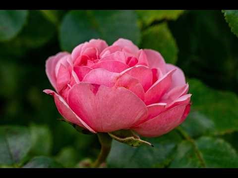 Numbers 17:1-13 (ESV)