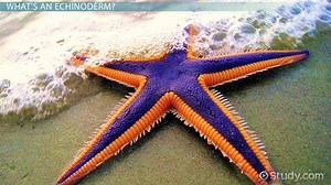 Echinodermata Nervous System