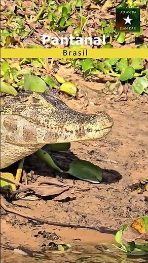 Pantanal, Brazil: World's Largest Tropical Wetland & Wildlife Paradise | 7-8 June 2026
