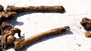 Archaeological excavations. Archaeologist working on human remains excavation