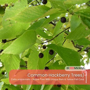5 Common Hackberry Trees: Hardy Bare Root Live Plants, Fast Growing Shade Tree - Etsy