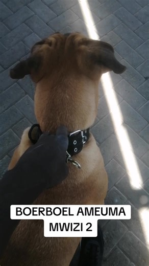 Boerboel Ameshika mwizi: Mwizi Dog Training Tips