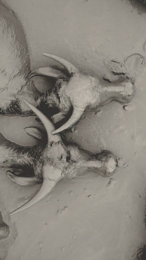 Atmos on Instagram: "Meet us where the buffalo wallow. A water buffalo’s mud bath is more than just a moment of indulgence—it’s a crucial survival strategy. With few sweat glands, these animals rely on thick layers of mud to regulate body temperature, shield themselves from biting insects, and prevent dehydration. Additionally, their broad, splayed hooves help them navigate wetlands and swamps without sinking too deeply. A perfect balance of instinct and environment at work. Video by @korzov"