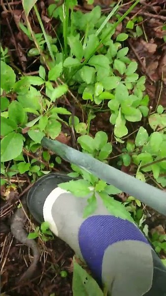 日本マムシ 捕獲の瞬間 草むら 枯れ葉 20220822