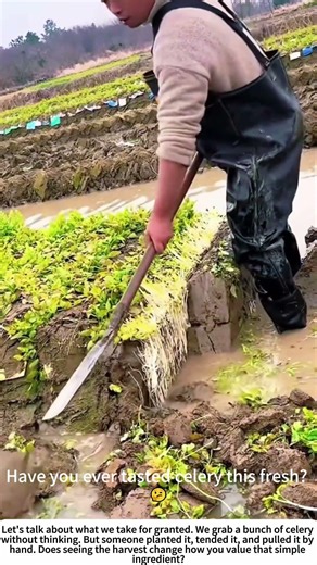 The Pull: Hand-Harvesting Fresh Celery 🧑🌾