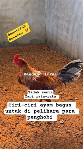 Characteristics of good chickens #chickens #animals #youtubeshorts #shorts #local cages