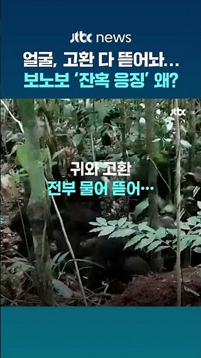 ‘평화의 유인원’ 보노보, 수컷 '잔혹 응징' 그 이유는? #JTBC #Shorts