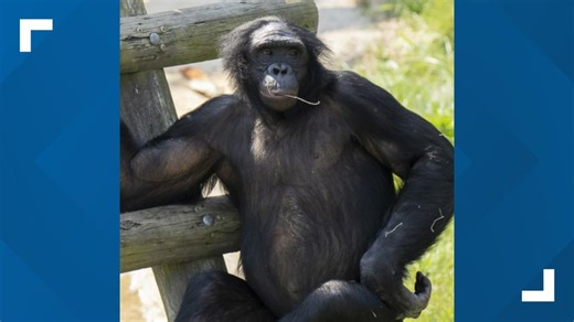 Columbus Zoo and Aquarium shares story of 2 bonobos and their journey on 9/11