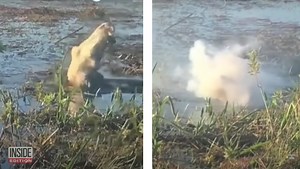 Drone Explodes in Alligator's Mouth After It Snatches It Out of the Sky