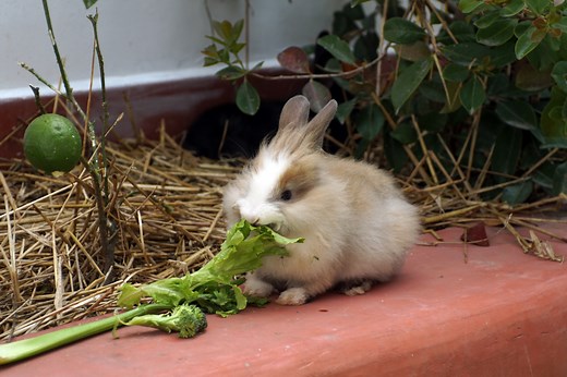 Be Careful How Much Celery You Feed Your Rabbit, Vets Warn