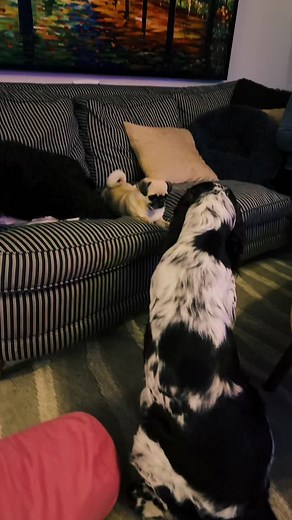 Best friends #dogs #bestfriends