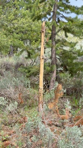 There was a very intense battle that took place! #elk #rut #hunting #hunt