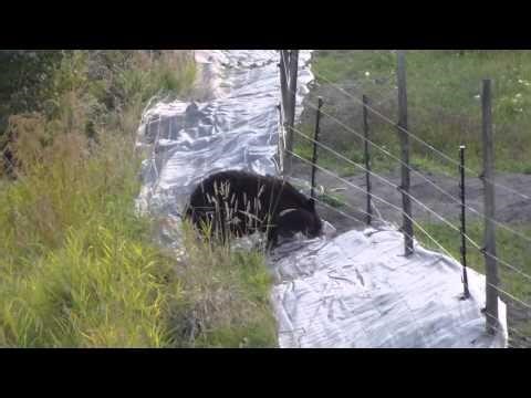 Big Ol’ Bear Gets Dropped By An Electric Fence - NewsBreak