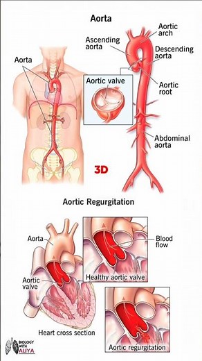 Aortic #medical #animation #3d #short | biology with Aliya