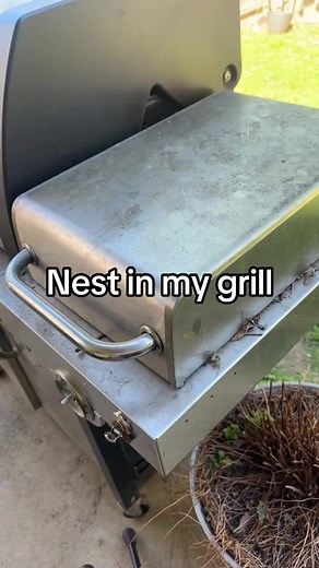 Grill Surprise: Huge Bird Nest Discovered Inside