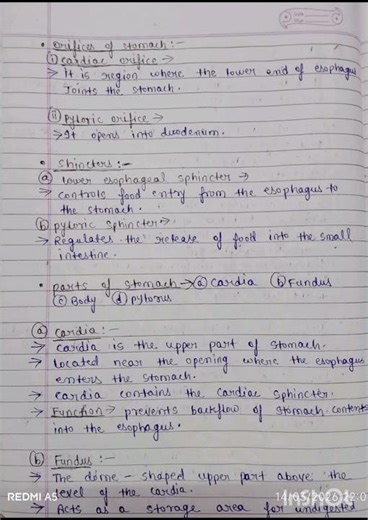 Bsc nursing 1st semester ( Anatomy of stomach )