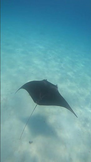 Dive with Manta Rays in the Maldives: An Unforgettable Experience - #maldivestravel #kalki2898ad