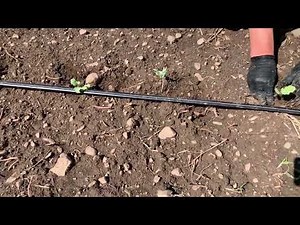 Hand Transplanting Tutorial