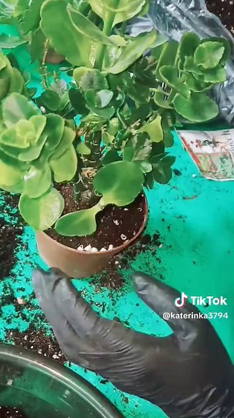 Каланхоэ: Уход за цветком в домашних условиях