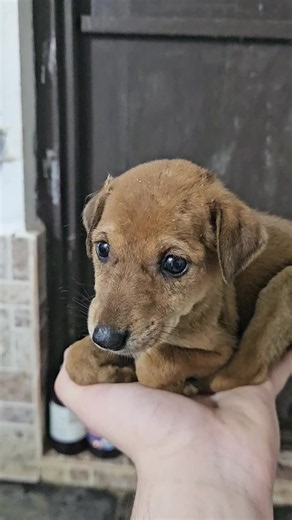 Animal Rescue Center Goa: Hilfe für misshandelte & ausgesetzte Tiere