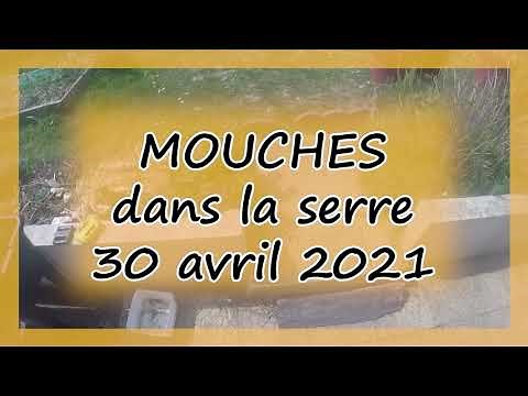 🦟🦟🦟Invasion de mouches dans la serre - comment s'en débarrasser ?