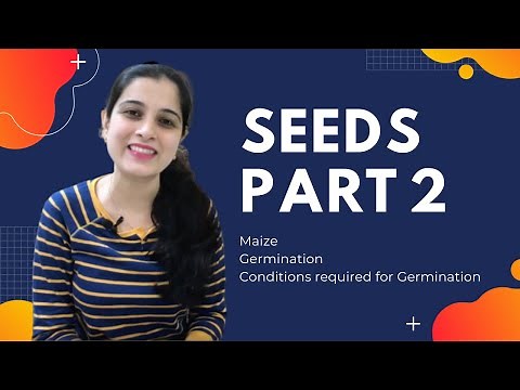 Seeds: Maize seed and Process of Germination Class 9 ICSE Biology Chapter 6 Part 2|DRUB ICSE BIOLOGY