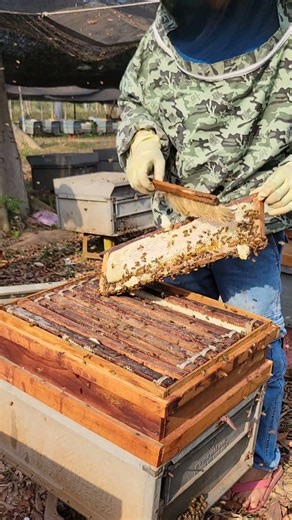 Honeycomb harvesting #beehive