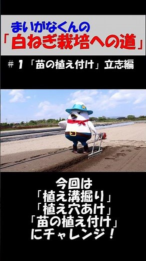 ＃１「苗の植え付け」 白ねぎ栽培の基本を知ろう！（初心者向け）【まいがなくんの「白ねぎ栽培への道」（全５回）】 #shorts #農業 #白ねぎ #栽培