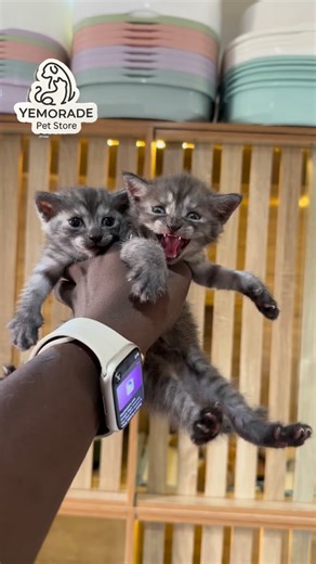 Yemorade Enterprise Limited | Ibadan Pet Store on Instagram: "Domestic Shorthair X Persian Mix Kitten available. - Male. - 7 weeks+ (DOB: December 23rd, 2025) - Mother Pure Black Domestic Shorthair - Father Smoke Grey Pure Persian - Dewormed ✅ - Vaccinations at 8 weeks ✅. #200k each Order now!!! To place an order : - Send a Dm - Order via the link on our Bio - WhatsApp (+2348160728644) - Konga.com (DM to get our store link) Yemorade Pet Store | Ibadan Pet Shop Our Mission: To give your precious