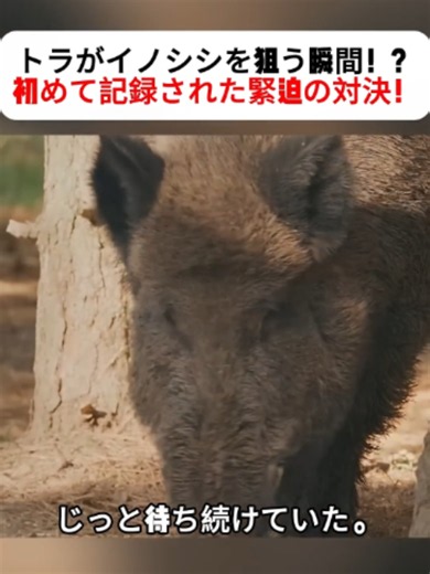 トラがイノシシを狙う瞬間！？初めて記録された緊迫の対決！ #トラ #イノシシ #野生動物 #捕食シーン #自然映像