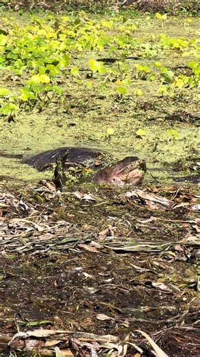 Softshell Turtle Behavior in Florida's Wildlife