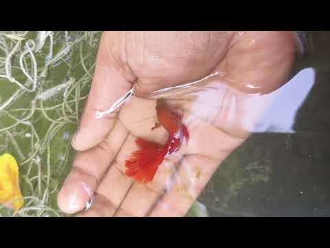 Fighter fish color fish video