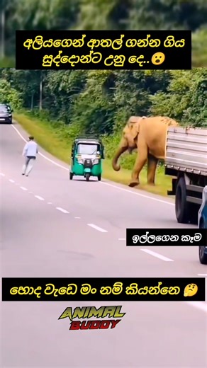 තව පොඩ්ඩෙන් ජිවිතෙත් ඉවරයි.😮.#animals #elephant srilanka #indiansafari