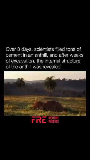 Scientists investigated the internal structure of an abandoned anthill by filling it with cement. They poured 10 tons of cement into the anthill’s opening, and after several weeks of careful excavation, they uncovered an intricate underground network. The resulting megastructure revealed tunnels and chambers designed to optimize ventilation and create shorter routes to the surface. The study estimated that ants had to move around 40 tons of soil to construct their colony. Conducting the experime