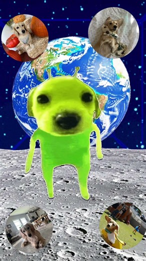 #alien #dachshund #dachshundpuppy #chillday #fundogs