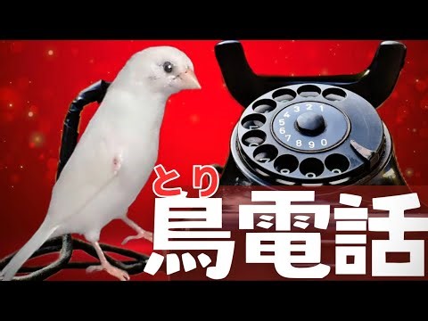 【鳥の寿命】鳥の驚くほど速い鼓動を聞いてみました。ペットのジュウシマツの飼い方と触れ合い方。鳥電話 ドキドキ！驚きの小鳥の心音