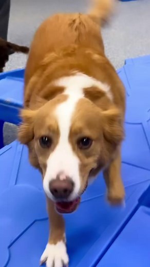 🌟 Introducing Thursday Funday! ✨ Catch our adorable guests in action, proving once again why doggy daycare is good for dogs! Watch the happiness unfold with every wag and woof! 🐾😊 | Wags and Whiskers of the Wiregrass