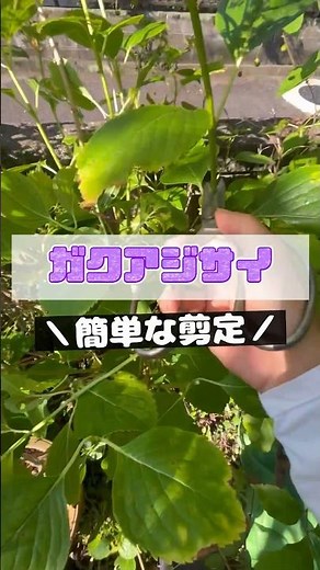 紫陽花の剪定を１８秒で説明してみた#庭師のVlog #一級造園技能士