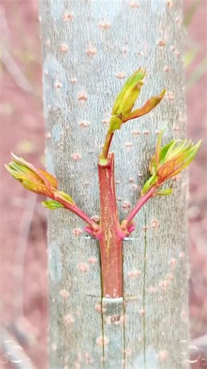 Fruit Tree Grafting P45 | Improve Fruit Quality #fruittreegrafting #shorts