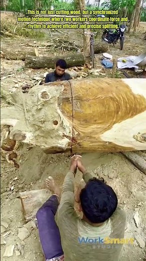 Log Cutting Process : How Manual Saw and Two Workers Work Together to Split Timber Efficiently