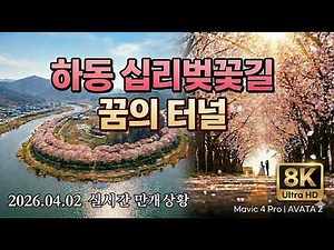 [ 8K] 🌸 럭셔리 하동 십리벚꽃길: 꿈의 터널 만개 절경 🌸 ( Mavic 4 Pro & Avata 2)