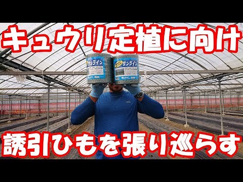 Preparation for attracting cucumbers - Sunline installation work. Attraction string