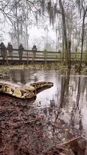 11K views · 78 reactions | Python vs Electric Eel 勞⚡️ #animals #wildlife | Riteek Kashyap | Facebook