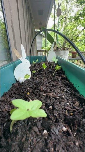 Morning glory seeds sprouting