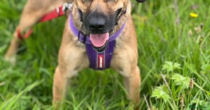 Cute Dingo looking for LOVE for adoption in Salisbury | Pets4Homes