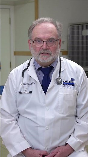 FeLife™ - Reduces FeLV Virus in Cats